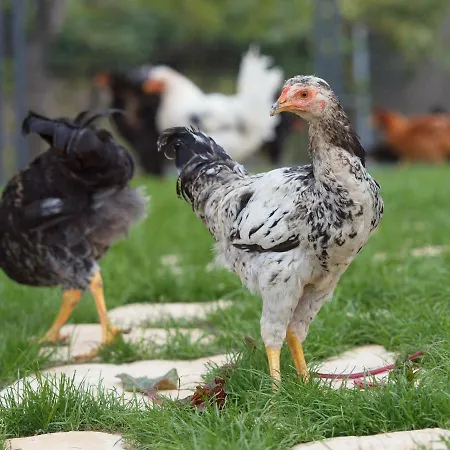 别墅 Vlastelini By Interhome *