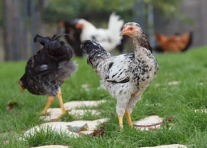 Vila Vlastelini By Interhome *